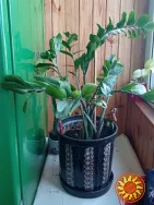 Замиокулькас долларовое дерево с горшком