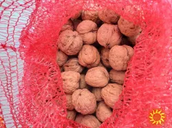 Продам бізнес по переробці волоського горіху