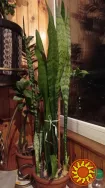 Сансевиерия тещин язык щучий хвост с горшком
