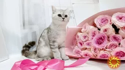 Продаж кошенят шотландської породи