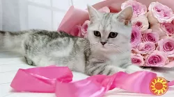 Продаж кошенят шотландської породи