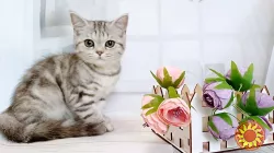 Продаж кошенят шотландської породи