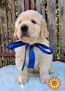 Ot Bahur цуценята золотистого ретрівера.