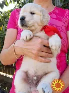 Ot Bahur цуценята золотистого ретрівера.