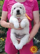 Ot Bahur цуценята золотистого ретрівера.