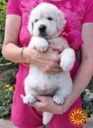 Ot Bahur цуценята золотистого ретрівера.