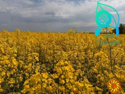 насіння ріпаку озимого під різні технології обробітку