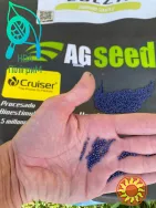 насіння ріпаку озимого під різні технології обробітку