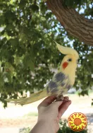 Корелла попугай іграшка валяна з шерсті хендмєйд птичка інтерєрна подарунок сувенір войлочний папуга