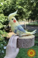 Корелла попугай іграшка валяна з шерсті хендмєйд птичка інтерєрна подарунок сувенір войлочний папуга