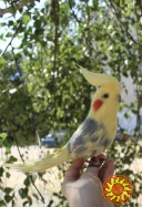 Корелла попугай іграшка валяна з шерсті хендмєйд птичка інтерєрна подарунок сувенір войлочний папуга