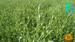 насіння льону олійного, ранній сорт "Надійний". 1р