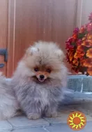 Померанский шпиц мини — элитные щенки из профессионального питомника