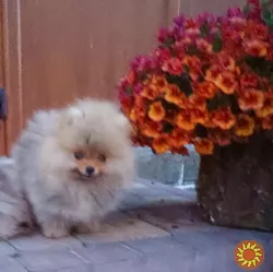 Померанский шпиц мини — элитные щенки из профессионального питомника