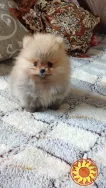 Померанский шпиц мини — элитные щенки из профессионального питомника