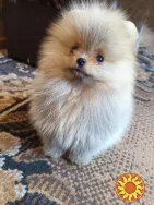 Померанский шпиц мини — элитные щенки из профессионального питомника