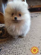 Померанский шпиц мини — элитные щенки из профессионального питомника