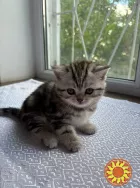 Щотландські мармурові нв сріблі прямовухі кошенята Scottish straight