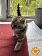 Щотландські мармурові нв сріблі прямовухі кошенята Scottish straight