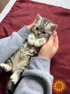 Щотландські мармурові нв сріблі прямовухі кошенята Scottish straight