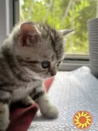 Щотландські мармурові нв сріблі прямовухі кошенята Scottish straight