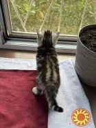 Щотландські мармурові нв сріблі прямовухі кошенята Scottish straight