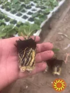 Саджанці полуниці