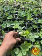 Саджанці полуниці