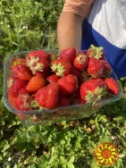 Саджанці полуниці