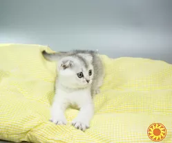 Шотландська висловуха з родословною