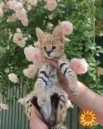 Сервали та каракали з милою саваною