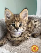 Сервали та каракали з милою саваною