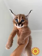 Сервали та каракали з милою саваною