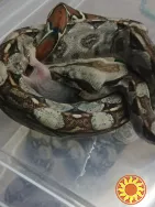Продаю малышей императорского удава