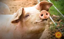 Куплю свині, свиноматки