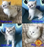 Шотландские породистые котята