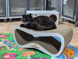 Перетримка для котиків. Готель для котиків