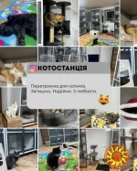 Перетримка для котиків. Готель для котиків