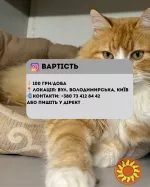 Перетримка для котиків. Готель для котиків