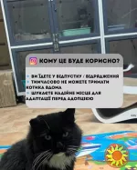 Перетримка для котиків. Готель для котиків