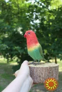 Неразлучник папуга іграшка валяна з шерсті інтерєрний попугай войлочний