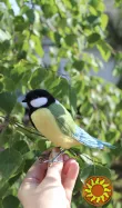 Синица іграшка валяна з шерсті інтерєрна игрушка птица синичка подарунок сувенір хендмєйд