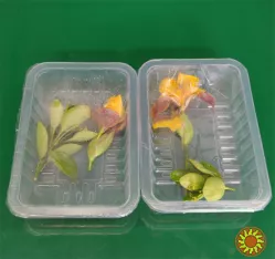 Промисловий автоматичний термоформер STvega Vac Termoformer H460