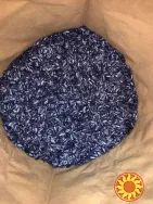 насіння соняшнику для пересіву чи пожнивних посівів