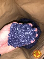 насіння соняшнику для пересіву чи пожнивних посівів