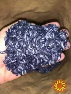 насіння соняшнику для пересіву чи пожнивних посівів