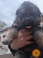 Продам цуценят німецької вівчарки