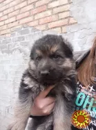 Продам цуценят німецької вівчарки