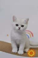 Британські кошенята срібна шиншила