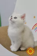 Британські кошенята срібна шиншила